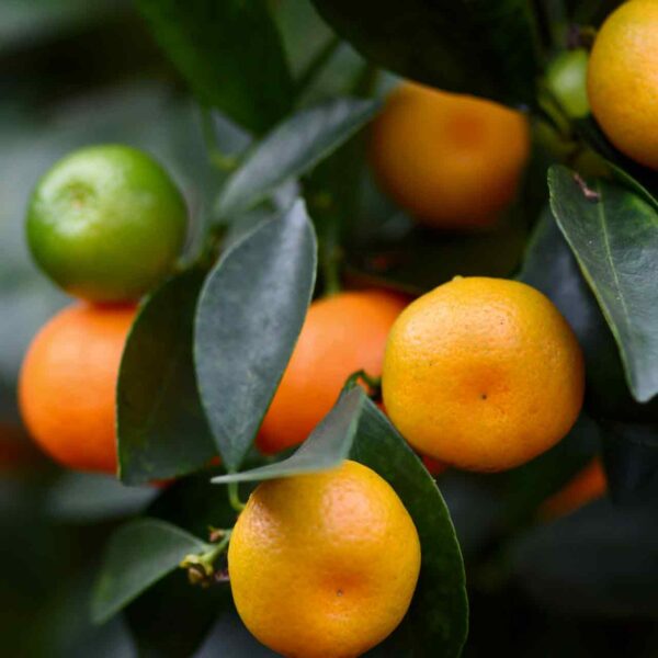 Brite Leaf Calamondin