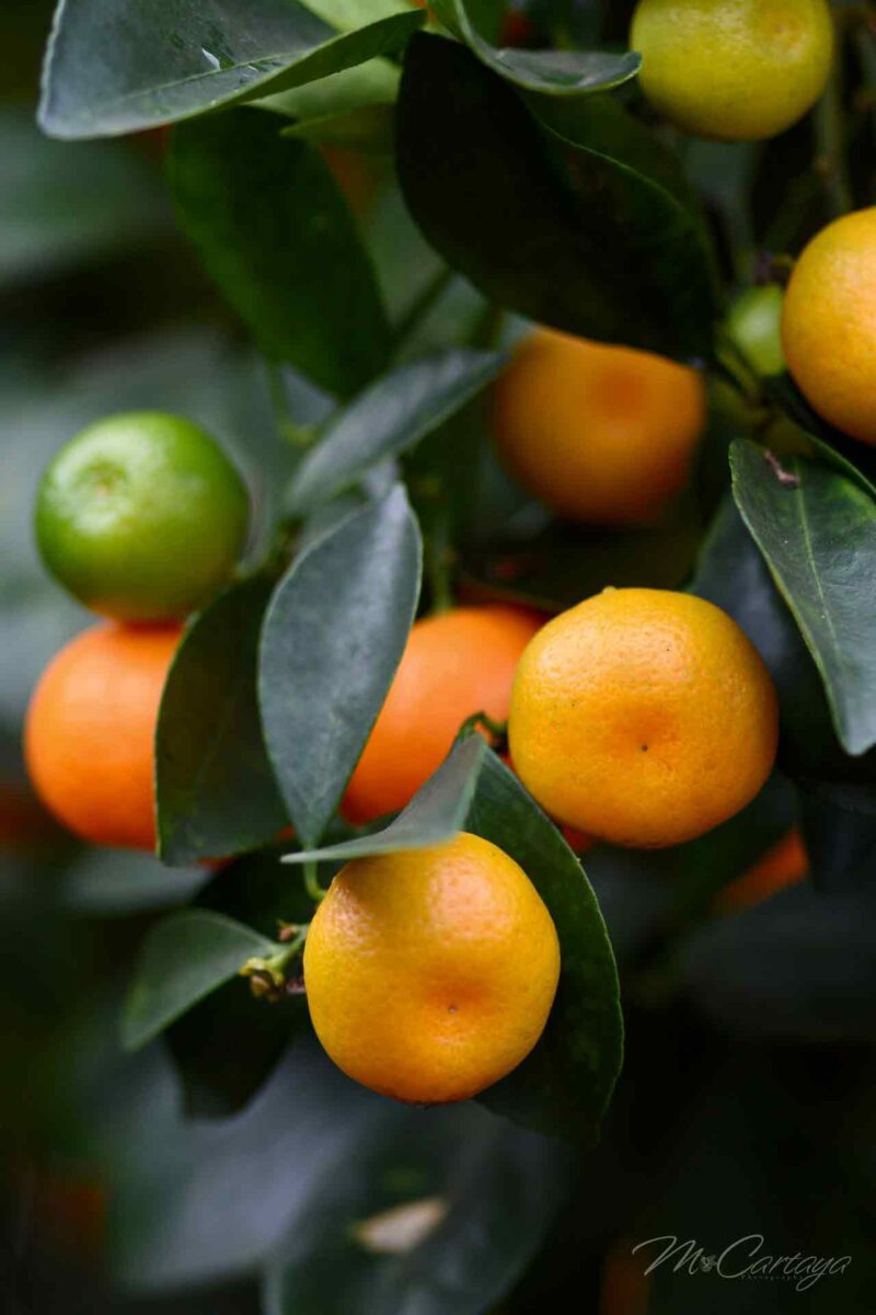 Brite Leaf Calamondin