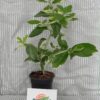 Pink Variegated Lemon - Rooted Cutting/Bush - Image 3