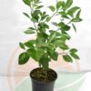 Brite Leaf Calamondin