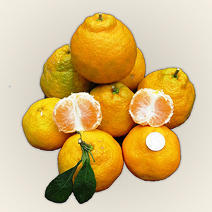 citrus tangerine xie shan satsuma