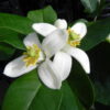 Ponderosa Lemon - Dwarf - Image 2