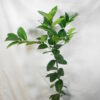 Ponderosa Lemon - Dwarf - Image 3