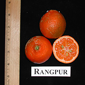 Rangpur Lime