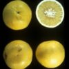 Duncan Grapefruit - Dwarf - Image 4