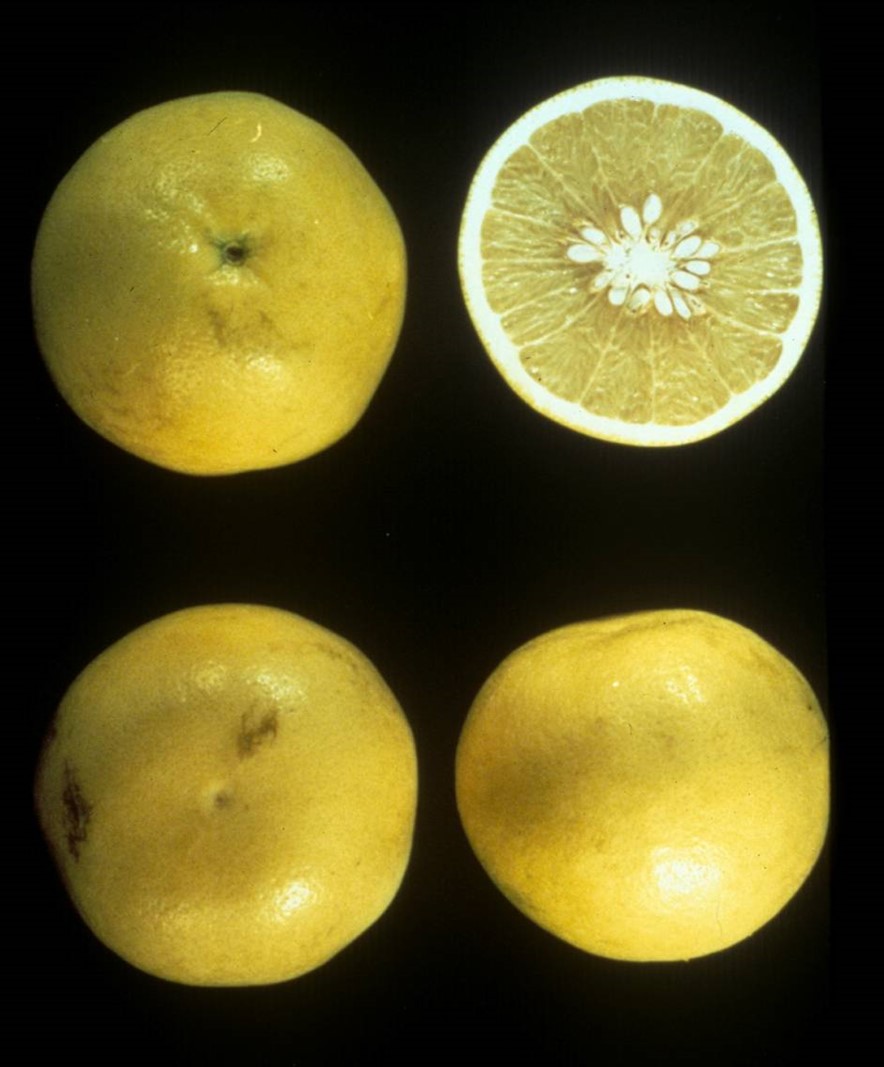 Duncan Grapefruit – Dwarf - Brite Leaf Citrus Nursery