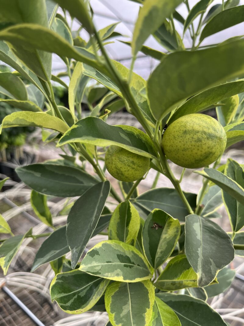 Centennial Variegated Kumquat