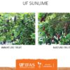 UF SunLime - Image 6