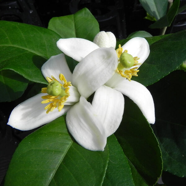 Ponderosa Lemon Bloom