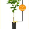 Brite Leaf - As Shipped, Grafted - 26" - 30"