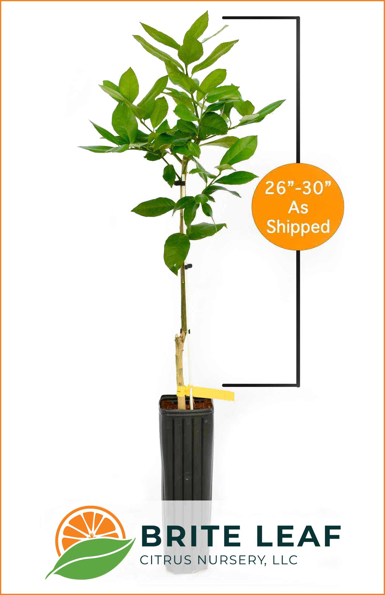 Brite Leaf - As Shipped, Grafted - 26" - 30"