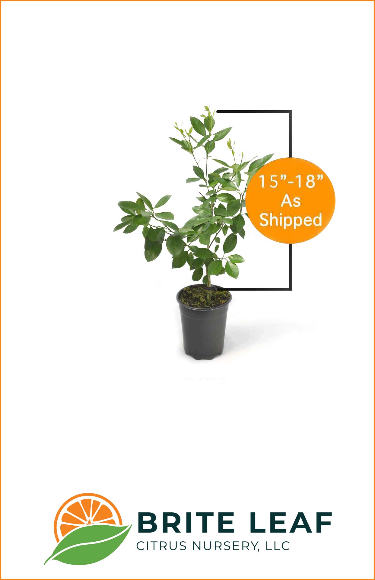 Brite Leaf - As Shipped, Rooted Cutting - 15" - 18"