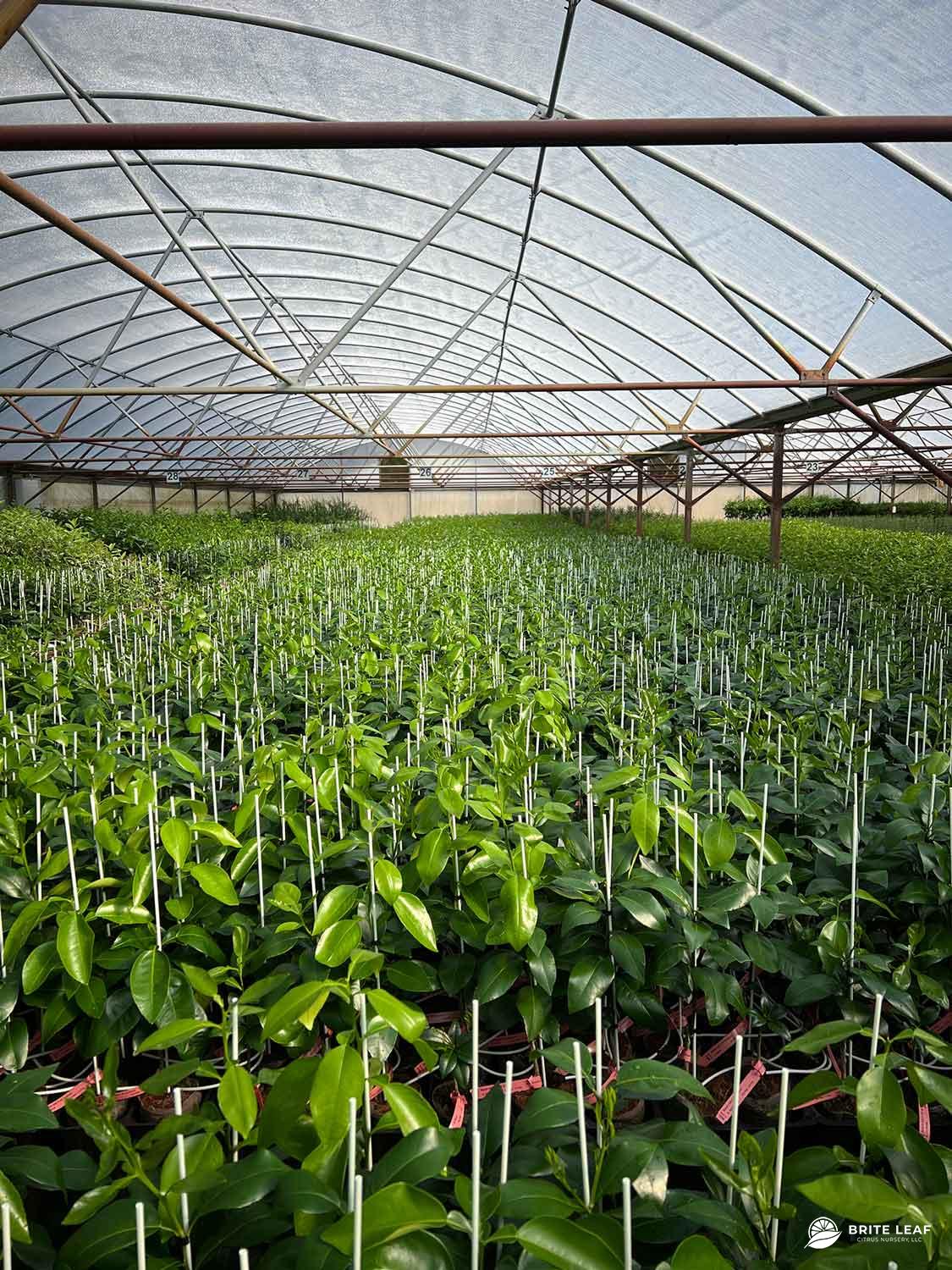 Brite Leaf Wholesale