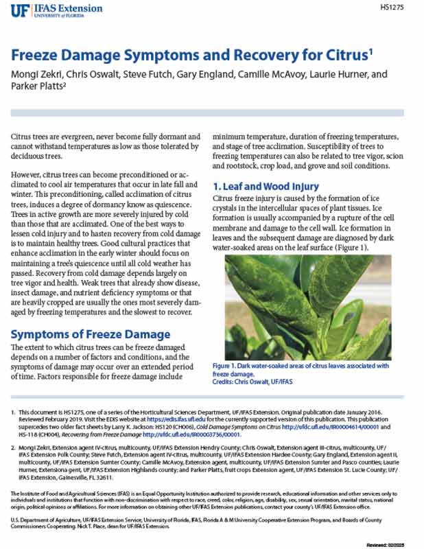 UF-Freeze-Damage-Symptoms-and-Recovery-for-Citrus-HS1275